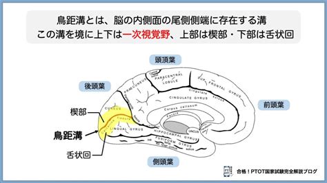 禽距裂|距狀溝